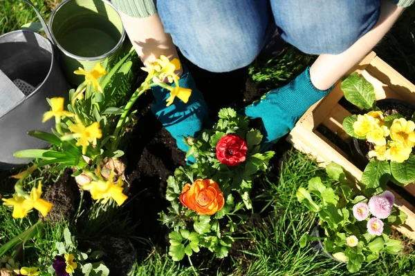 Donna piantare fiori — Foto Stock