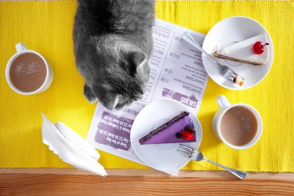 Cute cat lying on table — Stock Photo, Image