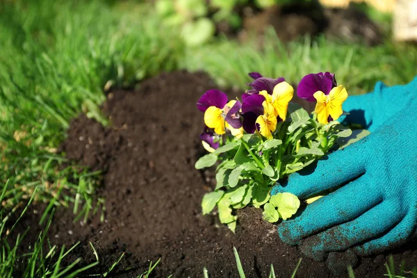 Woman planting flowers Stock Photo