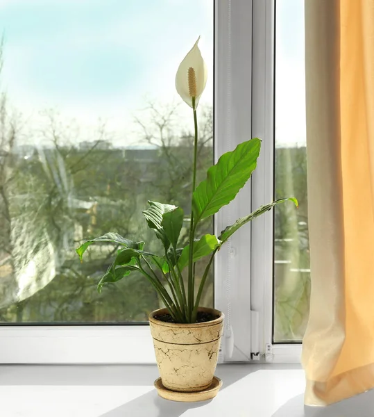 Красивое домашнее растение на подоконнике — стоковое фото