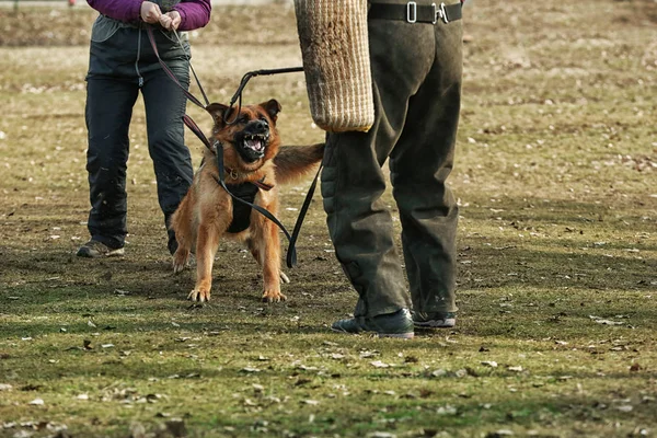 A működő kutya képzés — Stock Fotó