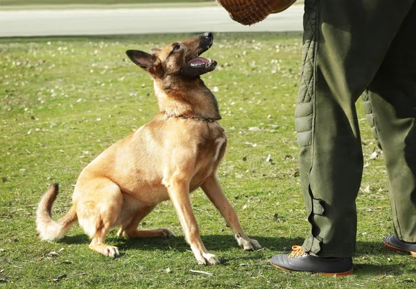 Formação de cão de trabalho — Fotografia de Stock