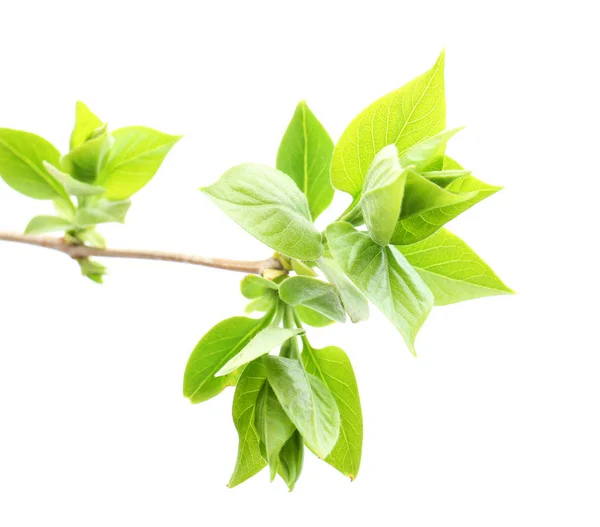 Fresh lilac branch — Stock Photo, Image