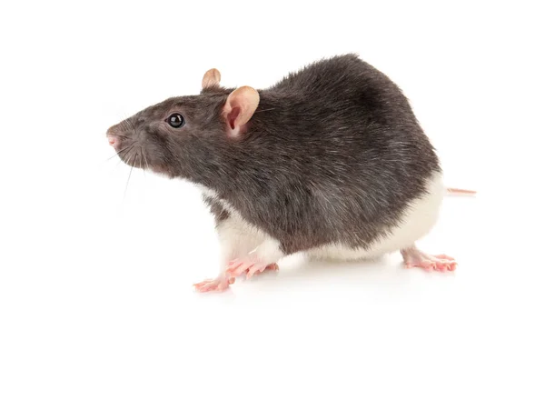 Leuke grappige rat — Stockfoto