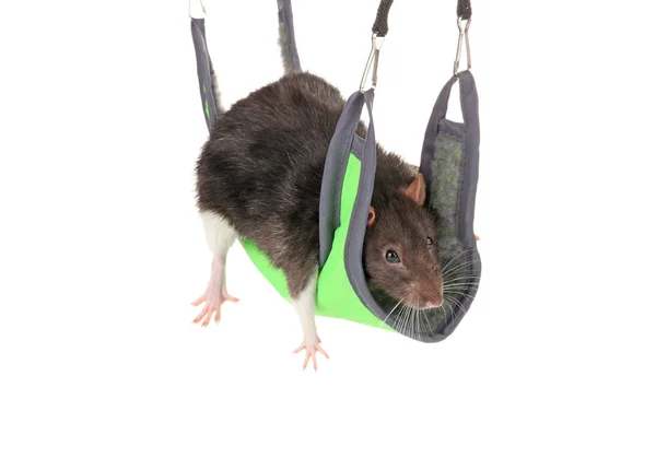 Cute funny rat — Stock Photo, Image