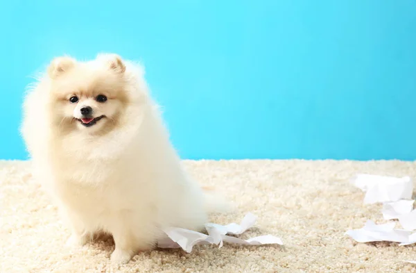 Померанський шпіц собака з рваною папери на килим — стокове фото