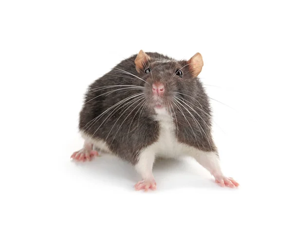 Ładny zabawny szczur — Zdjęcie stockowe
