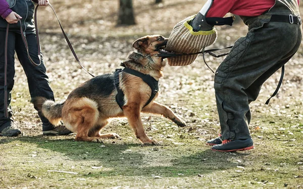 Utbildning av arbetande hund — Stockfoto