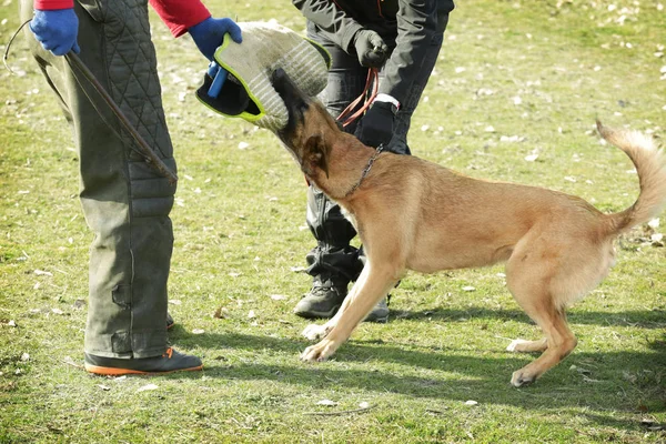 Formation du chien de travail — Photo