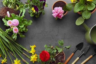 Güzel bitki ile kompozisyon