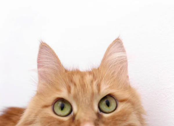 Fluffig katt öron — Stockfoto
