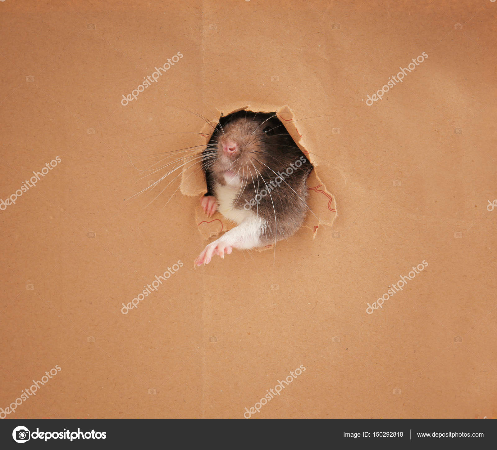 Os gerbos majestosos e fotogênicos de todo mundo vs. os meus : r/gerbil, image size:1600x1451