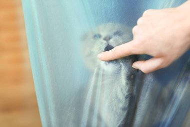 Kediyle oynayan kadın.