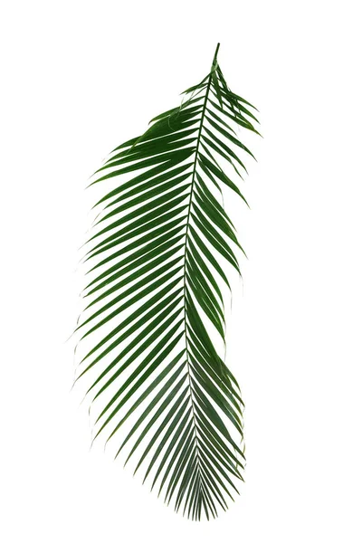 Foglia di palma su bianco — Foto Stock