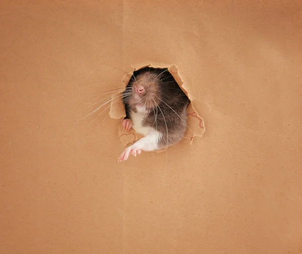 Leuke grappige binnenlandse rat — Stockfoto