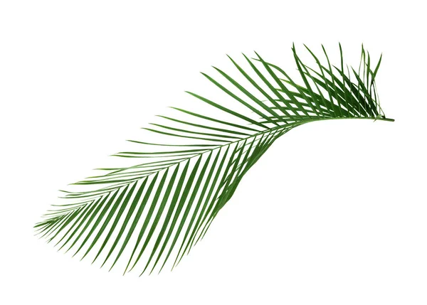 Palm leaf on white — Stock Photo, Image