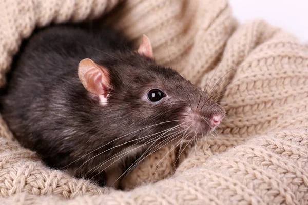 Carino piccolo ratto — Foto Stock