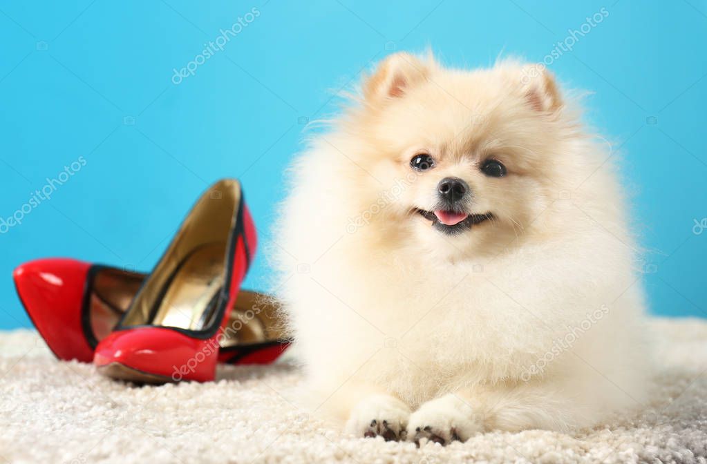 Pomeranian spitz dog 
