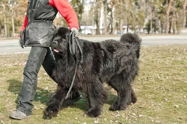 Köpek uzmanı ile Newfoundland köpek 