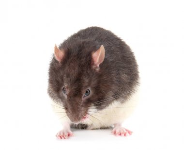 Şirin komik yerli sıçan 