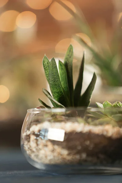 Succulents ahşap tablo — Stok fotoğraf