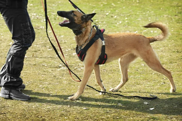 A működő kutya képzés — Stock Fotó