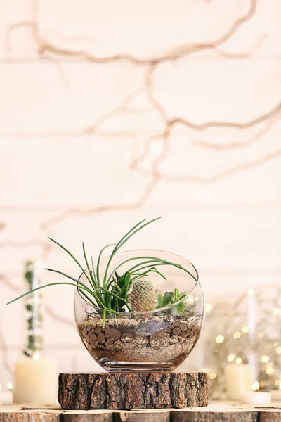 Mini soczysty ogród w szklanym terrarium — Zdjęcie stockowe