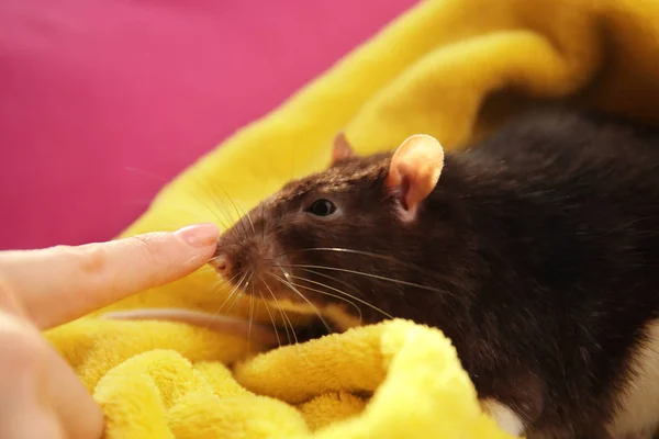 Söt rolig råtta — Stockfoto
