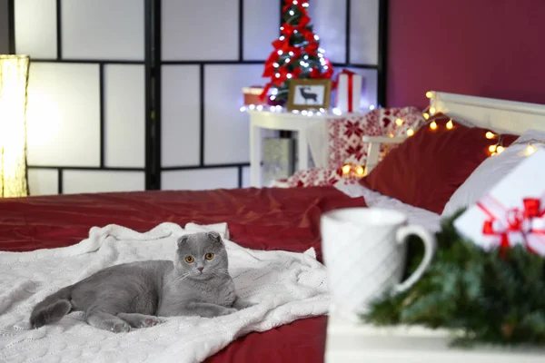 Gato divertido acostado en la cama — Foto de Stock