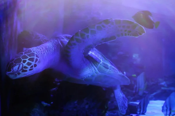 Turtle in modern oceanarium — Stock Photo, Image