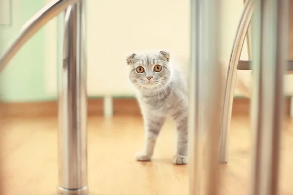 Lindo gato en casa —  Fotos de Stock