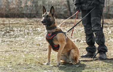 Çalışan köpek eğitimi