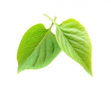 Taze leylak yaprakları 