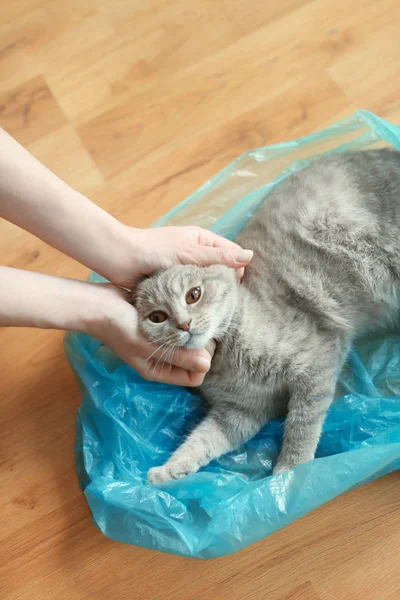 Woman playing with cat — Stock Photo, Image