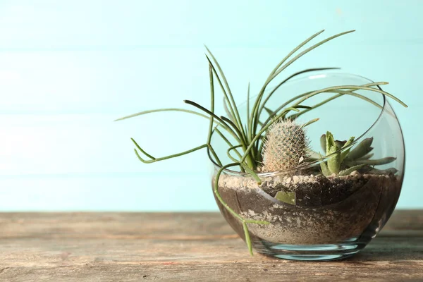 Succulents와 유리 냄비 — 스톡 사진