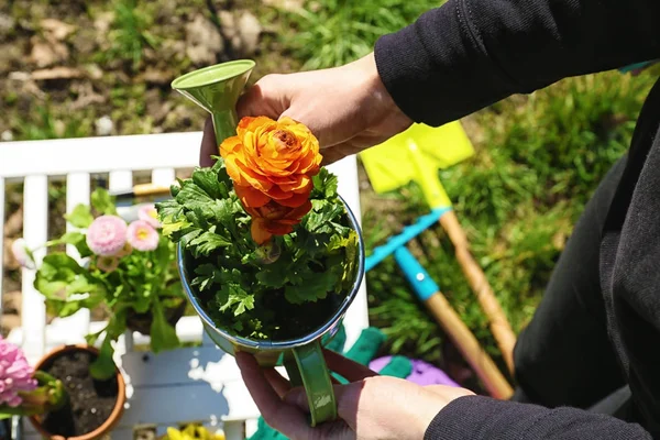 Woman holding ranunculus flower — Stock Photo, Image