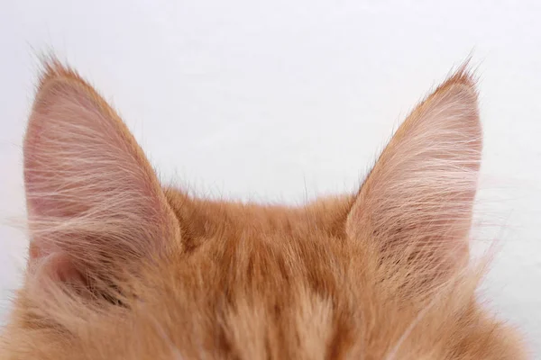 Χνουδωτά αυτιά γάτα — Φωτογραφία Αρχείου