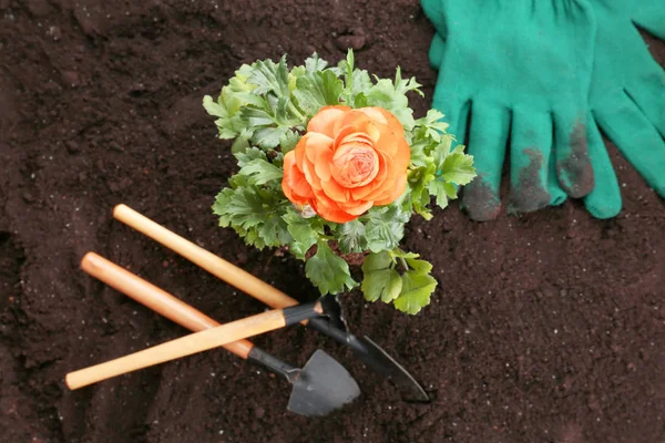 Bunga ranunculus dan alat berkebun — Stok Foto