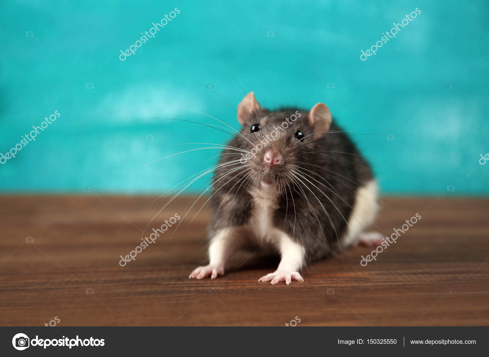 Cute funny rat — Stock Photo © belchonock #150325550