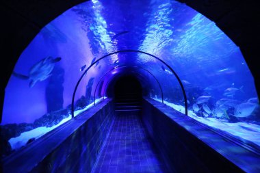 Modern oceanarium tünel