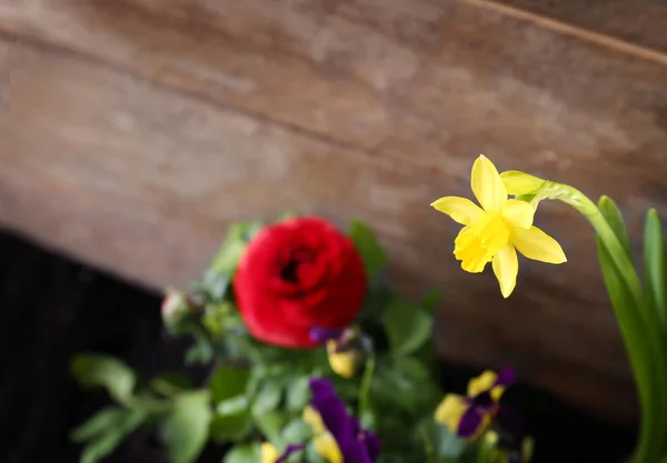 Schöne Narzissenblüte — Stockfoto