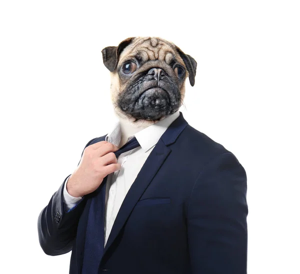 Бізнесмен з головою собаки — стокове фото