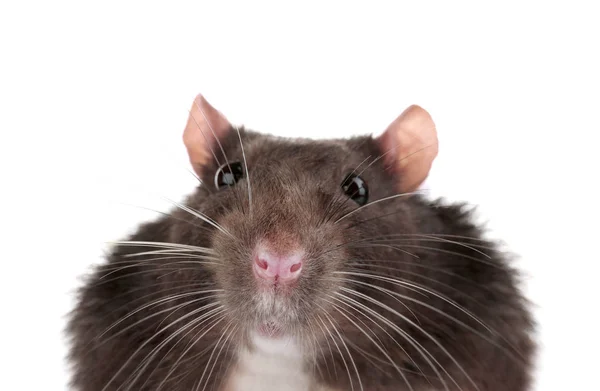 Cute funny domestic rat — Stock Photo, Image