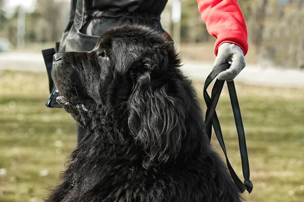 Specialista in cani con cane di Terranova — Foto Stock