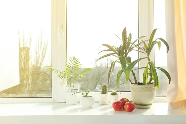 Rebord de fenêtre avec plantes à la maison — Photo