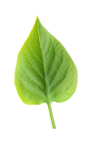 Свіжого листя бузку — стокове фото