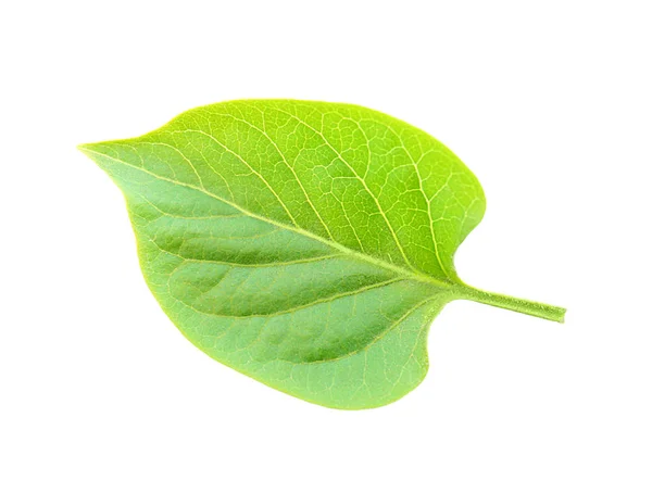 Hoja de lila fresca — Foto de Stock