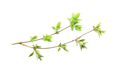 Taze leylak dalları 