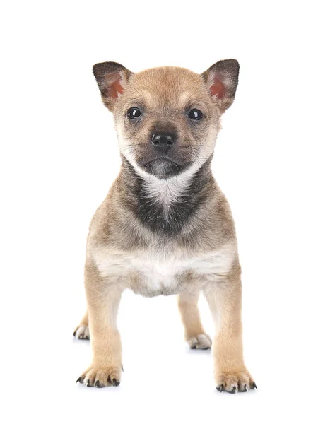 Sevimli küçük köpek — Stok fotoğraf