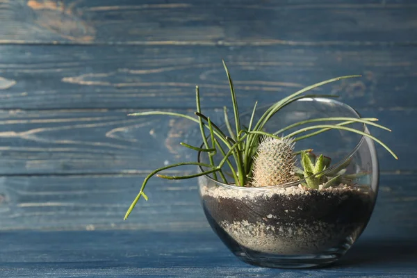 Glasschale mit Sukkulenten — Stockfoto